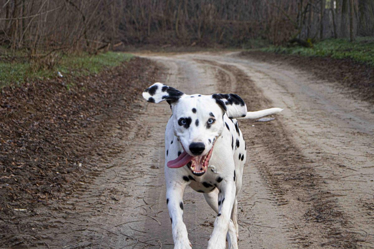 My dalmatian dog, Einstein, with a wonderful energy running towards me.